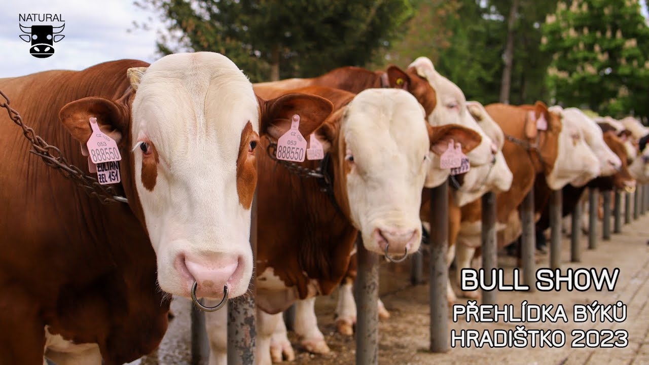 NATURAL, spol. s r.o. - PŘEHLÍDKA BÝKŮ Hradištko 2023 (BULL SHOW)