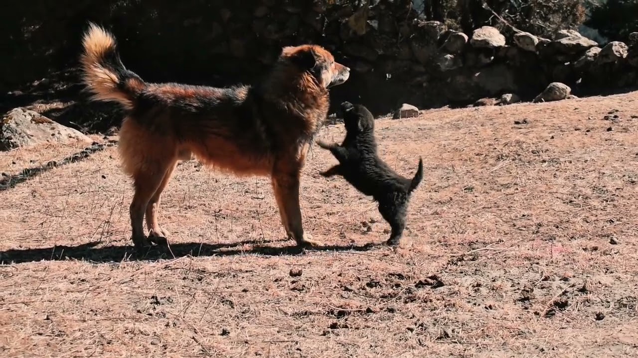 Father Dog and Puppy Playtime 🐶💖 – Heartwarming Dog Bonding Video