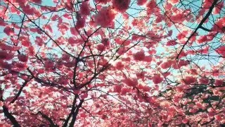 Derek Fiechter - Cherry Blossoms Sakura