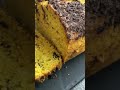 Love Veg: Tadzio Pederzolli’s Delicious Pumpkin and Chocolate Pound Cake