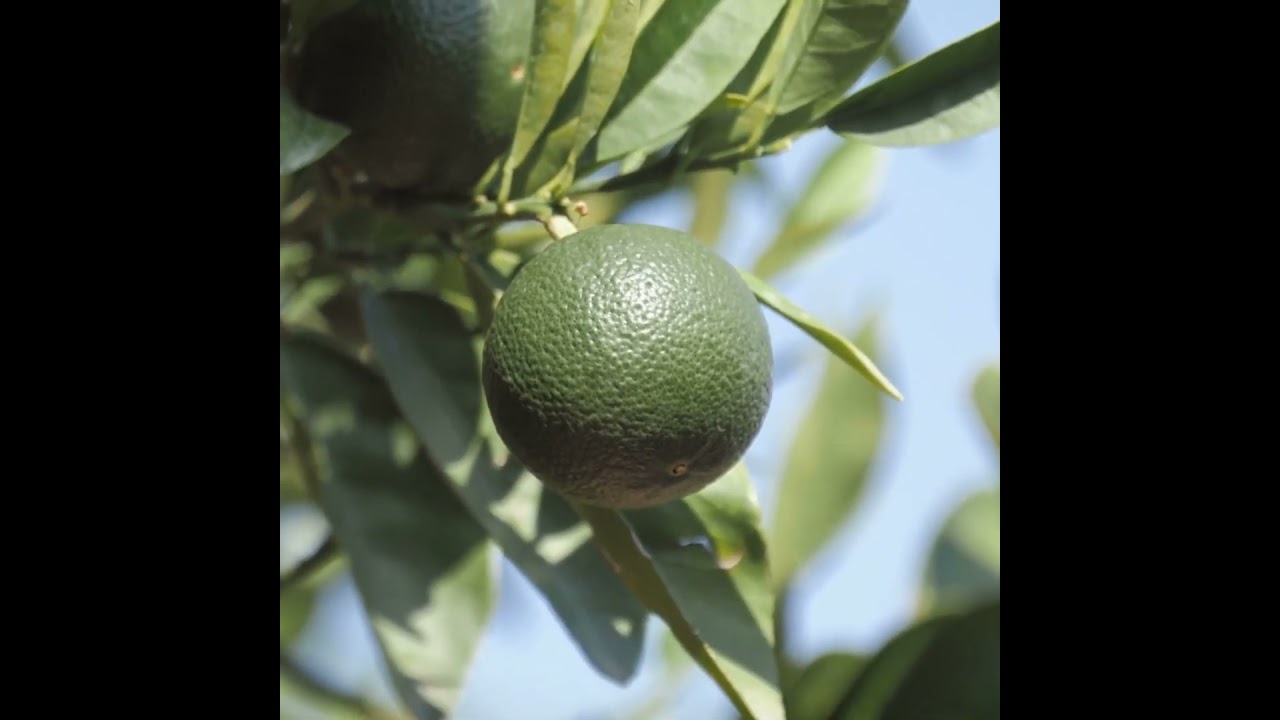 The origins of oranges