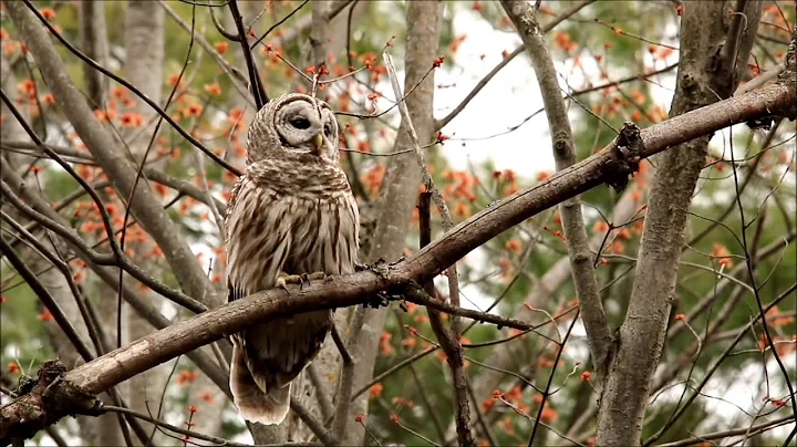 Bird Count (Rebecca Durham)Universit...  of Montan...