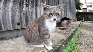 猫の集会の中トコトコ歩き回る子猫がカワイイ
