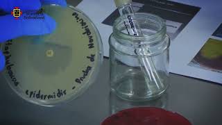 Identificación Bacterias Gram Positivas