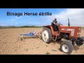 binage à la herse étrille (agriculture)