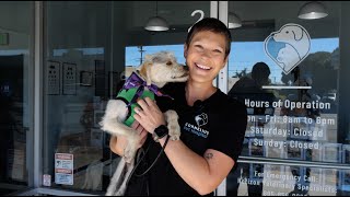 Cornelius Pet Hospital: A new Ventura Green Business