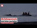 Timmendorfer Strand: Kann gestrandeter Buckelwal noch gerettet werden? Helfer geben nicht auf!