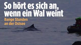 Timmendorfer Strand Kann Gestrandeter Buckelwal Noch Gerettet Werden? Helfer Geben Nicht Auf