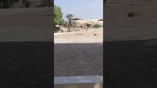🌿 Al Ain Zoo Tour UAE | Amazing Animals &amp; Family Fun (PART 1)