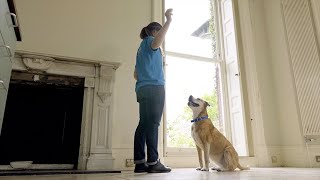How to Teach Your Dog to Watch | The Battersea Way