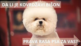 PREDNOSTI I MANE RASE KOVRDŽAVI BIŠON / DA LI JE KOVRDŽAVI BIŠON PRAVA RASA PSA ZA VAS