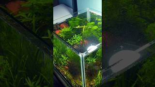 Lowtech planted set-up, filter less aquarium #fish #aquarium #aquascapelowtech #shorts