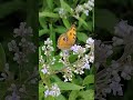 The Peacock Among Butterflies #PeacockPansy #butterfly #ktr #pbp #panchavati