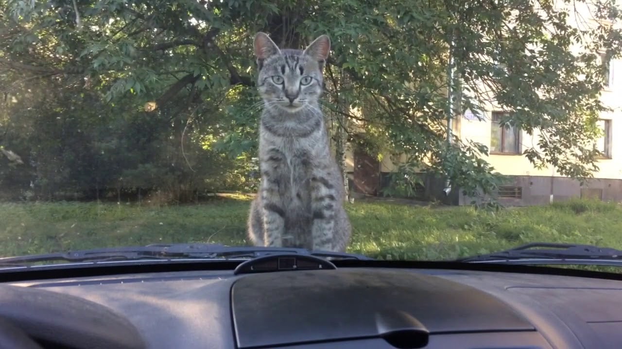 Кот под капотом