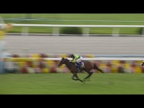 4K 2016 第77回 菊花賞(ＧⅠ) 現地 サトノダイヤモンド/Satono Diamond