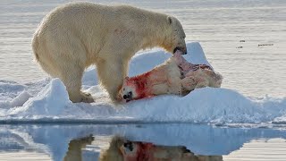 15 Tragic Moments! Huge Polar Bear Give No Mercy To Young Bears