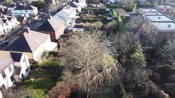Beech Tree Crown Reduction