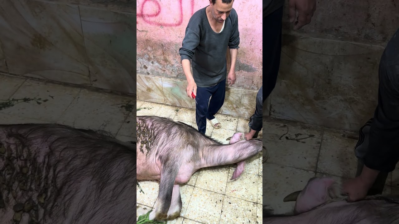 كيفيه نحر العجل بقره توقيع في اقل من دقيقه تكتيف الاربع رجلين بكل سهوله دبيح علي الواقف اضحية العيد