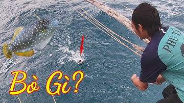 Bắt Mực Nổi Sáng Đêm |Câu Mực Biển Tây #109