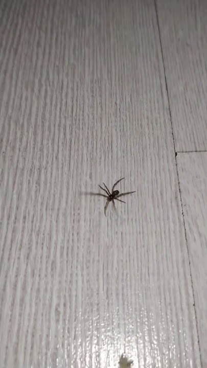 Серый 🕷️ #Паук Дома - #Tegenaria Domestica или Домовые #Пауки. Животные ...
