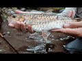 Pemetaan Ikan Mahseer di Jateng - DIY (wacana)