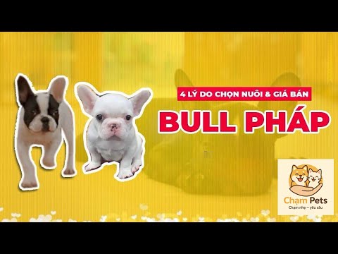 Video Chó Bull Pháp giá bao nhiêu tiền năm 2022? Những lý do... - youtube
