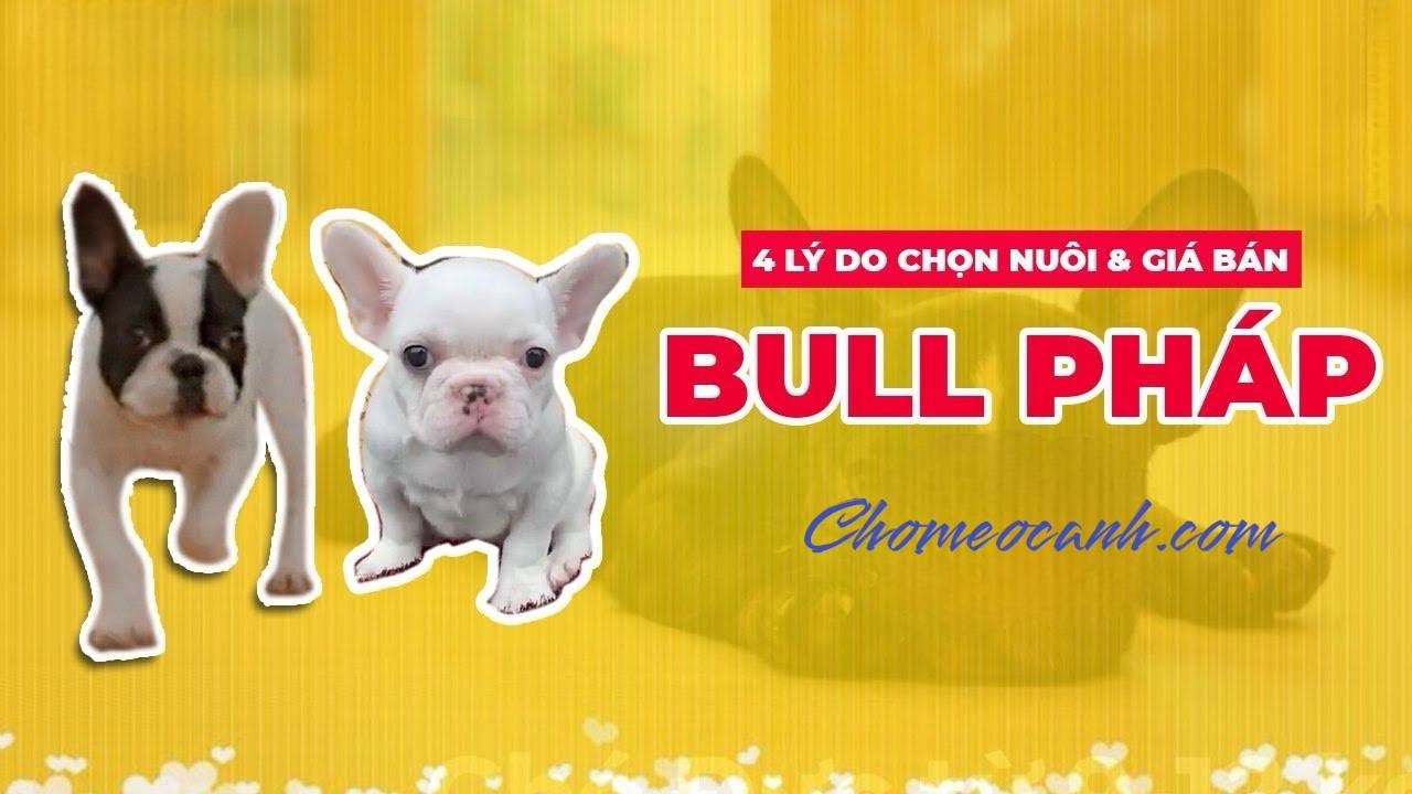 Chó Bull Pháp Giá Bao Nhiêu Tiền 2023, Mua Bán French Bulldog Ở Đâu Hcm, Hà  Nội Uy Tín? {Góc Tư Vấn} - Youtube