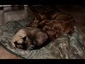 Puppy and Kitty - best friends. #missingyou #broken #healingjourney #forevermemories #love #pets