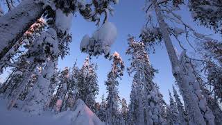 Ekologiset käytävät metsien suojelun tukena - Seitseminen ja Helvetinjärvi