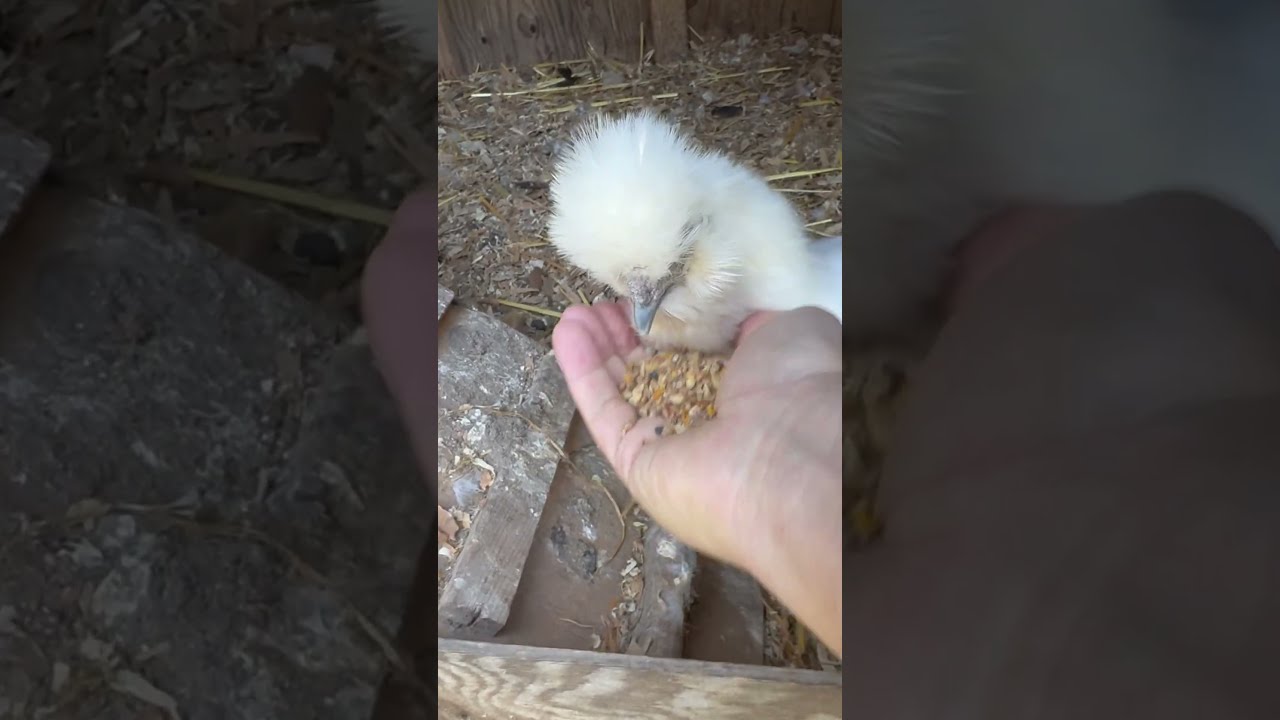 Chicken Food Delivery Asmr