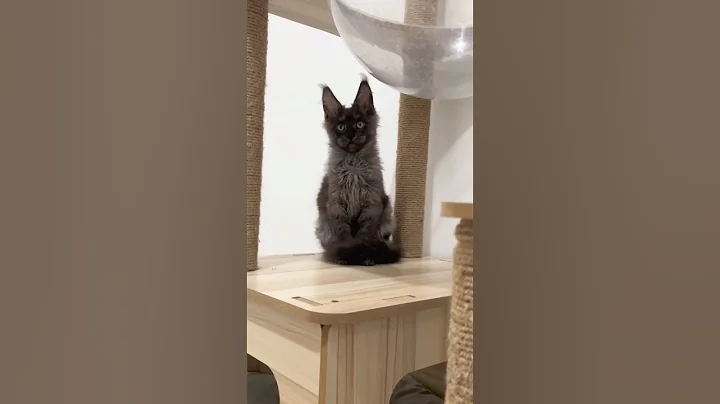Watch the video about Blacksmoke Maine coon kitten with big ears and Lynx hair. #mainecoon #blacksmokemainecoonkittens
