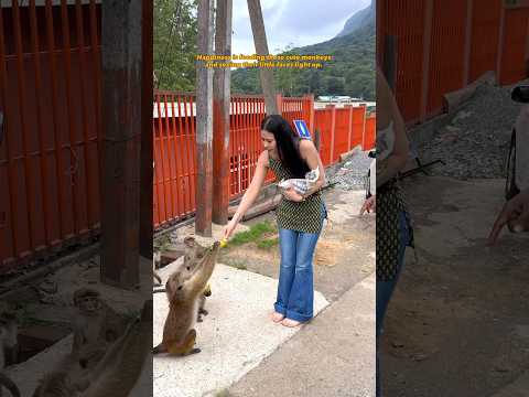 Feeding the monkeys, feeding my soul.🛕🐵🍌✨ #explore #monkey #monkeylove #trendingshorts #blessesd
