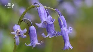 Three Shades of Blue : How to Identify our native Bluebell.