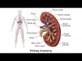 Lecture 6 Urinary System 