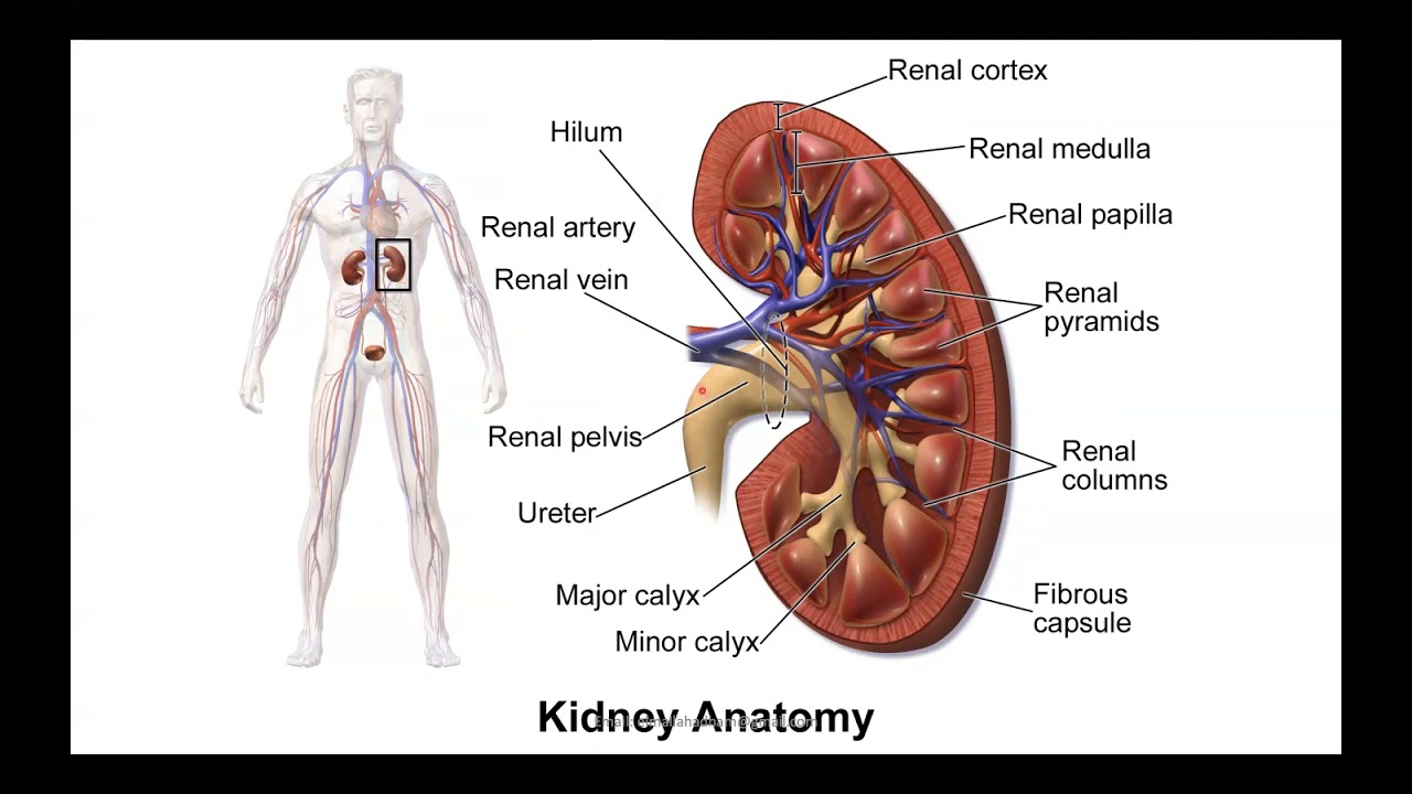 Lecture 6: Urinary system