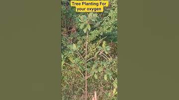 Tree Planting For your oxygen #tree #trees #treeplantation #treeplanting #oxygen #nature #naturelove