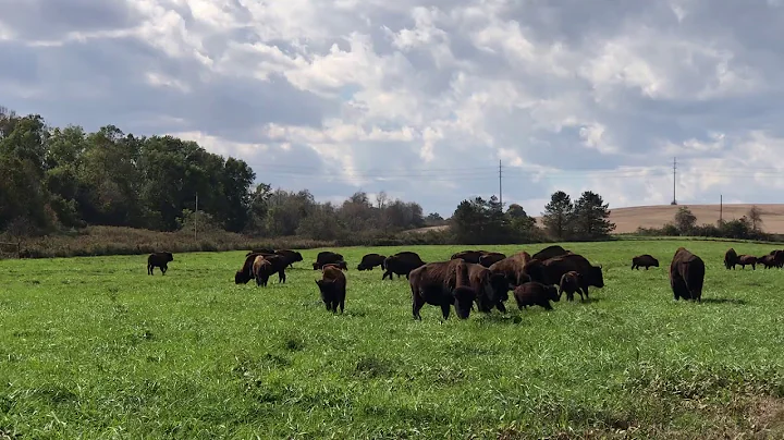 Greener Pastures
