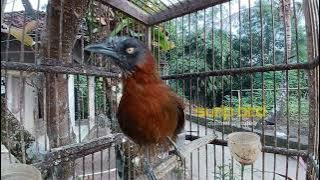 Tepus kepala abu Gacor nembak