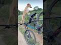 A fun ride along the countryside pathways! 🌲🚲 #funnyvideo #doggielife #funny #petsrule #cutepets