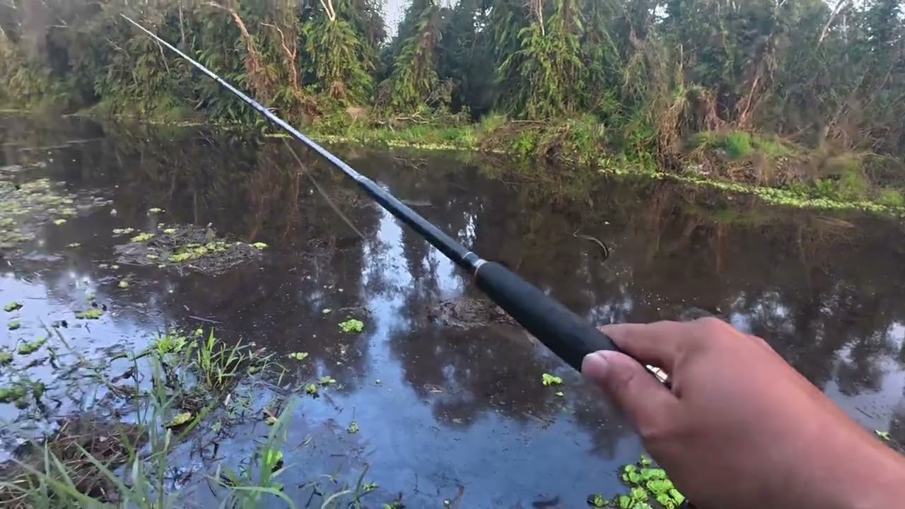 Săn lóc rừng u minh hạ ngày đầu mỡ cữa