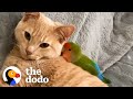 Cat is obsessed with his tiny love bird  the dodo odd couples