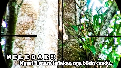 🔴 pest control hama petani di awal tahun baru‼️