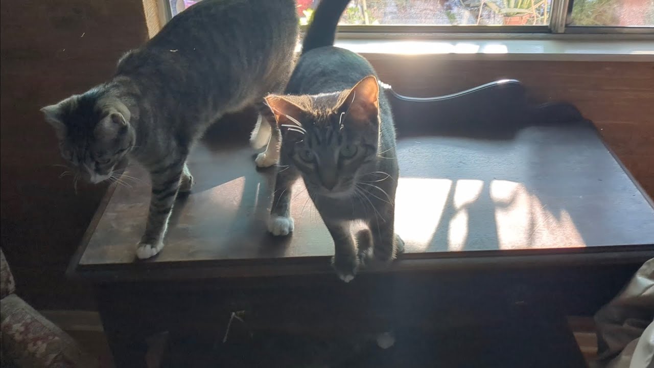 these cats love wet food YouTube