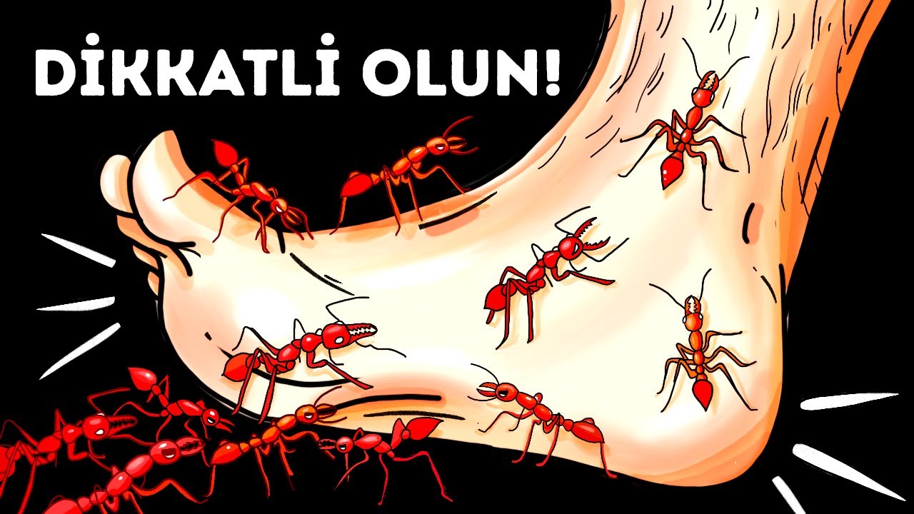 Şu Anda Ayağınızın Altında Sürünen 14 Tehlikeli Böcek