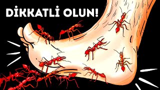 Şu Anda Ayağınızın Altında Sürünen 14 Tehlikeli Böcek