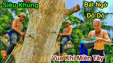 Bất Ngờ Được Phần Thưởng Lớn Vua Khỉ Cưa Cây Xoài Cát Chu Cả 100 Năm Siêu Khủng