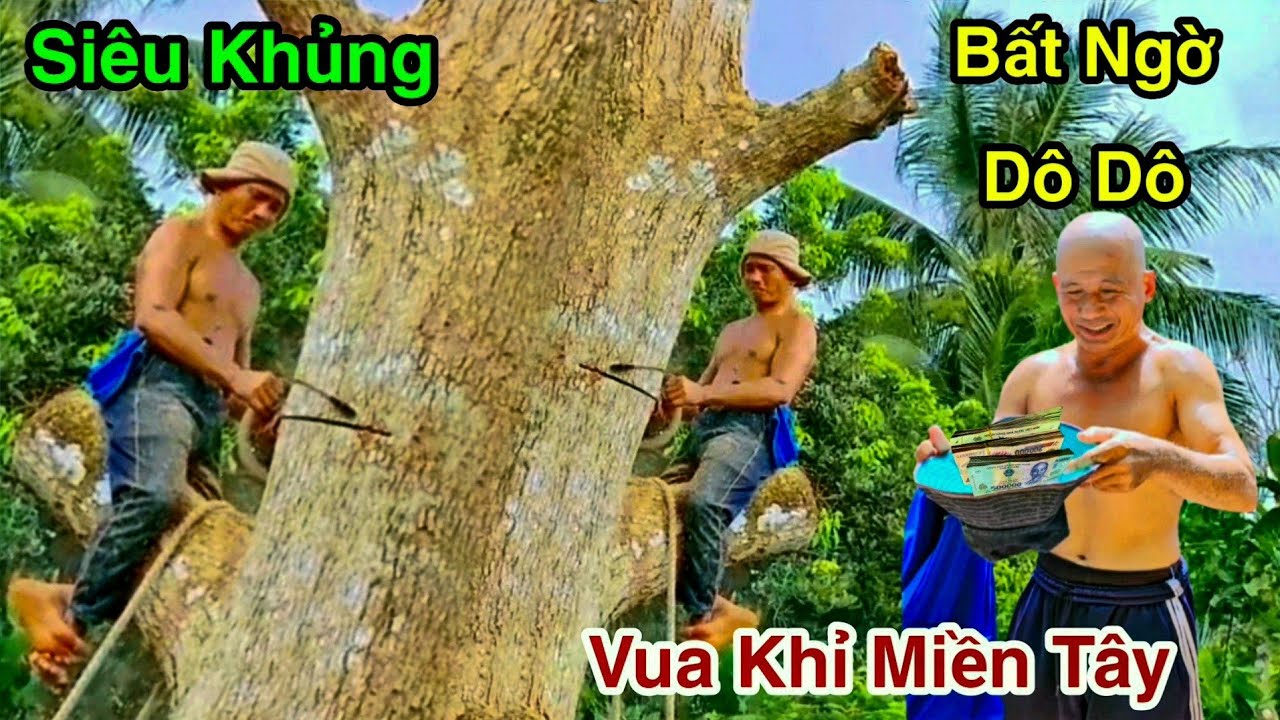 Bất Ngờ Được Phần Thưởng Lớn Vua Khỉ Cưa Cây Xoài Cát Chu Cả 100 Năm Siêu Khủng