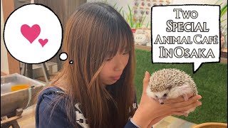 [ Vlog ] Osaka !! Playing With Hedgehog And Snakes In Two Animal Café ( Trying Crocodile Meat !? )