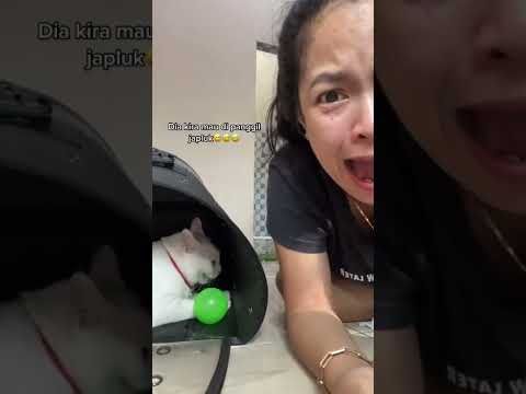 Video: Apa maksudmu dengan wajah kucing?