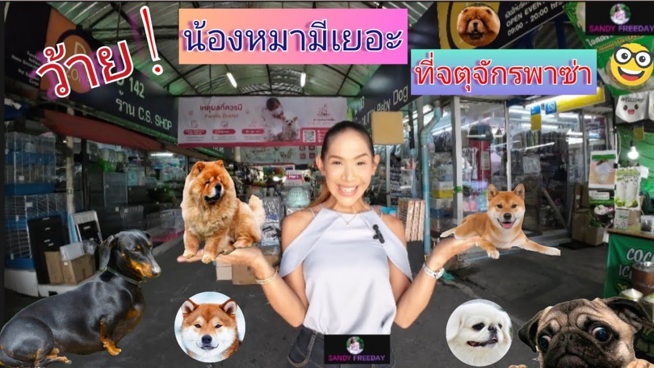 🐶 Рынок Чатучак полон милых собак! Скорее загляните! 🛍️✨ #ChatuchakMarket #CuteDogs #shorts